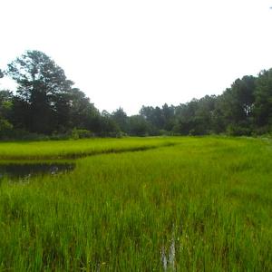 Photo of SOLD!  63 Acres of Waterfront Hunting Land For Sale in Accomack County VA!