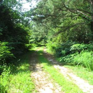 Photo of SOLD!  63 Acres of Waterfront Hunting Land For Sale in Accomack County VA!