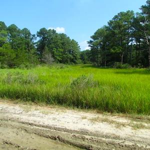 Photo of SOLD!  63 Acres of Waterfront Hunting Land For Sale in Accomack County VA!