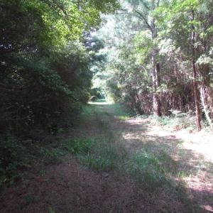 Photo of SOLD!  63 Acres of Waterfront Hunting Land For Sale in Accomack County VA!