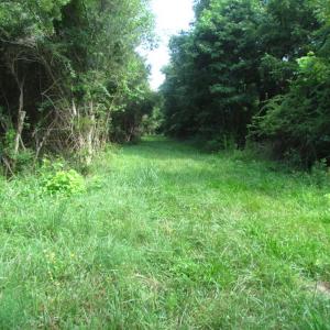 Photo of SOLD!  63 Acres of Waterfront Hunting Land For Sale in Accomack County VA!