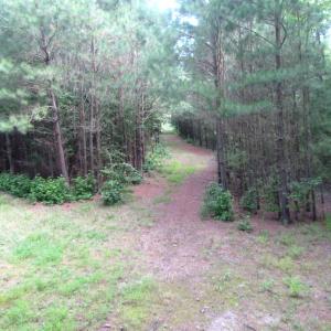 Photo of SOLD!  63 Acres of Waterfront Hunting Land For Sale in Accomack County VA!