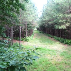 Photo of SOLD!  63 Acres of Waterfront Hunting Land For Sale in Accomack County VA!