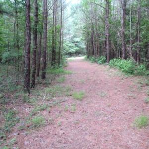 Photo of SOLD!  63 Acres of Waterfront Hunting Land For Sale in Accomack County VA!