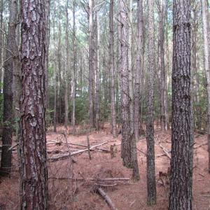 Photo of SOLD!  63 Acres of Waterfront Hunting Land For Sale in Accomack County VA!