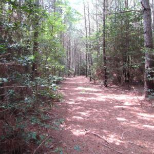Photo of SOLD!  63 Acres of Waterfront Hunting Land For Sale in Accomack County VA!