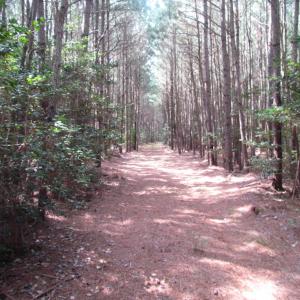 Photo of SOLD!  63 Acres of Waterfront Hunting Land For Sale in Accomack County VA!
