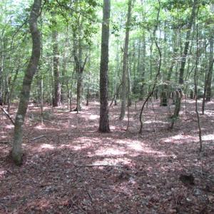 Photo of SOLD!  63 Acres of Waterfront Hunting Land For Sale in Accomack County VA!