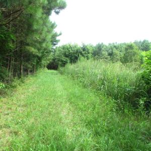 Photo of SOLD!  63 Acres of Waterfront Hunting Land For Sale in Accomack County VA!