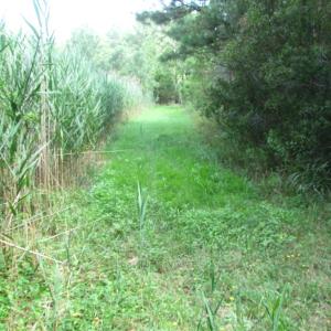 Photo of SOLD!  63 Acres of Waterfront Hunting Land For Sale in Accomack County VA!