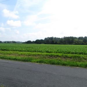Photo of SOLD!  63 Acres of Waterfront Hunting Land For Sale in Accomack County VA!