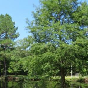 Photo of UNDER CONTRACT!  5.74 Acres of Residential and Hunting Land For Sale in Brunswick County NC!
