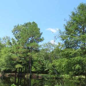 Photo of UNDER CONTRACT!  5.74 Acres of Residential and Hunting Land For Sale in Brunswick County NC!