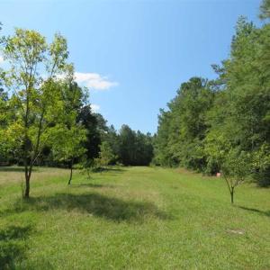 Photo of REDUCED!  230 Acres of Hunting Land For Sale in Brunswick County NC!