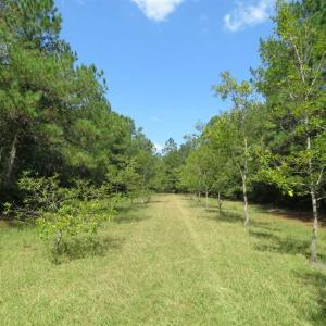 Photo of REDUCED!  230 Acres of Hunting Land For Sale in Brunswick County NC!
