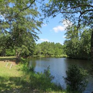 Photo of REDUCED!  230 Acres of Hunting Land For Sale in Brunswick County NC!