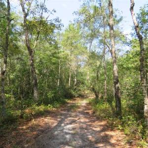 Photo of REDUCED!  230 Acres of Hunting Land For Sale in Brunswick County NC!