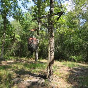 Photo of REDUCED!  230 Acres of Hunting Land For Sale in Brunswick County NC!