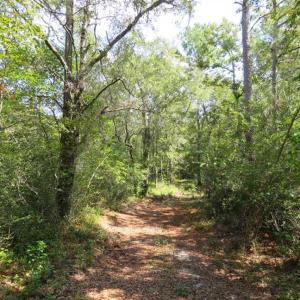 Photo of REDUCED!  230 Acres of Hunting Land For Sale in Brunswick County NC!