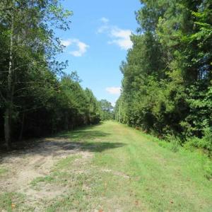 Photo of REDUCED!  230 Acres of Hunting Land For Sale in Brunswick County NC!
