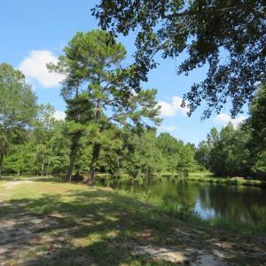 Photo of REDUCED!  230 Acres of Hunting Land For Sale in Brunswick County NC!