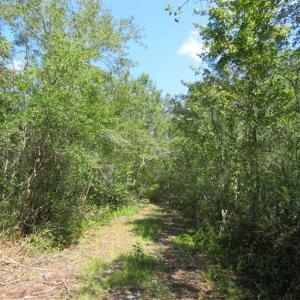 Photo of REDUCED!  230 Acres of Hunting Land For Sale in Brunswick County NC!