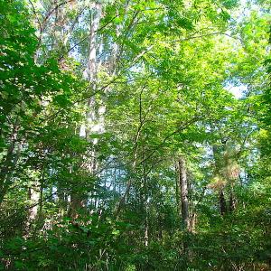 Photo of 7.7 Acres of Hunting and Investment Land For Sale in Chesapeake VA!