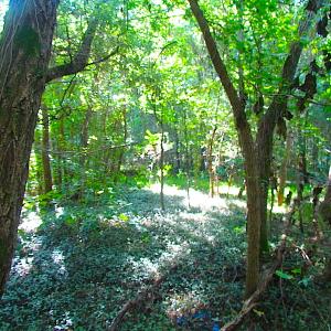 Photo of 7.7 Acres of Hunting and Investment Land For Sale in Chesapeake VA!