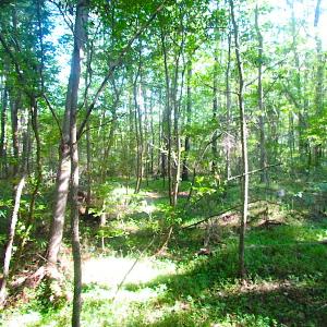 Photo of 7.7 Acres of Hunting and Investment Land For Sale in Chesapeake VA!