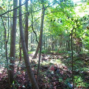 Photo of 7.7 Acres of Hunting and Investment Land For Sale in Chesapeake VA!