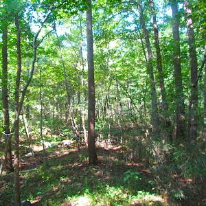 Photo of 7.7 Acres of Hunting and Investment Land For Sale in Chesapeake VA!