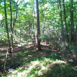 Photo of 7.7 Acres of Hunting and Investment Land For Sale in Chesapeake VA!