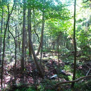 Photo of 7.7 Acres of Hunting and Investment Land For Sale in Chesapeake VA!