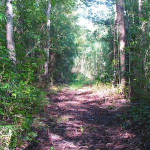 Photo of 7.7 Acres of Hunting and Investment Land For Sale in Chesapeake VA!