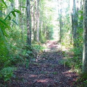 Photo of 7.7 Acres of Hunting and Investment Land For Sale in Chesapeake VA!