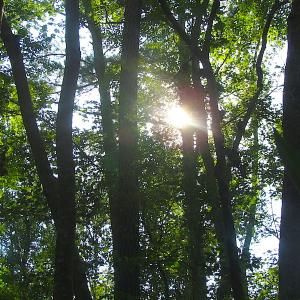 Photo of 7.7 Acres of Hunting and Investment Land For Sale in Chesapeake VA!