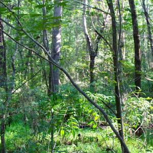 Photo of 7.7 Acres of Hunting and Investment Land For Sale in Chesapeake VA!