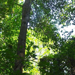 Photo of 7.7 Acres of Hunting and Investment Land For Sale in Chesapeake VA!