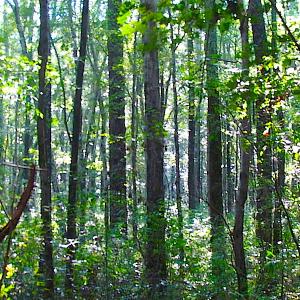 Photo of 7.7 Acres of Hunting and Investment Land For Sale in Chesapeake VA!