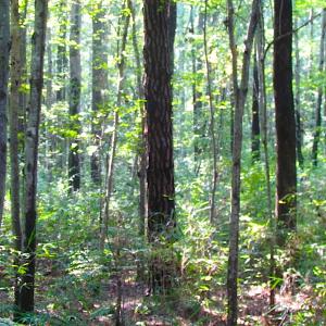 Photo of 7.7 Acres of Hunting and Investment Land For Sale in Chesapeake VA!