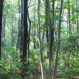 Photo of 7.7 Acres of Hunting and Investment Land For Sale in Chesapeake VA!