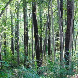 Photo of 7.7 Acres of Hunting and Investment Land For Sale in Chesapeake VA!