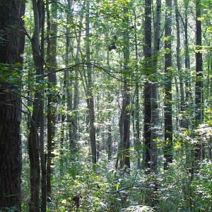 Photo of 7.7 Acres of Hunting and Investment Land For Sale in Chesapeake VA!