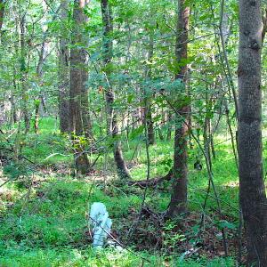 Photo of 7.7 Acres of Hunting and Investment Land For Sale in Chesapeake VA!