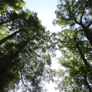 Photo of SOLD!  172 Acres of Riverfront Hunting and Timber Land For Sale in Craven County NC!