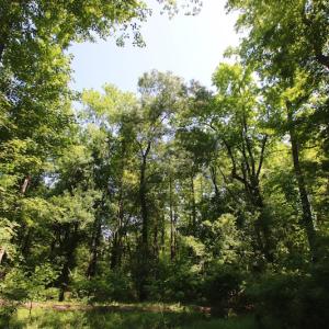 Photo of SOLD!  172 Acres of Riverfront Hunting and Timber Land For Sale in Craven County NC!