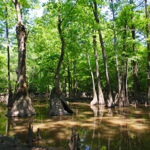 Photo of SOLD!  172 Acres of Riverfront Hunting and Timber Land For Sale in Craven County NC!