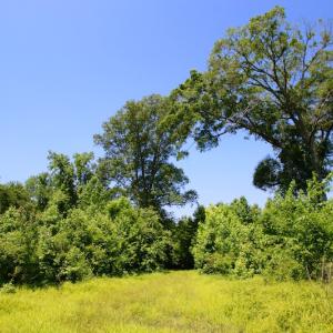 Photo of SOLD!  172 Acres of Riverfront Hunting and Timber Land For Sale in Craven County NC!