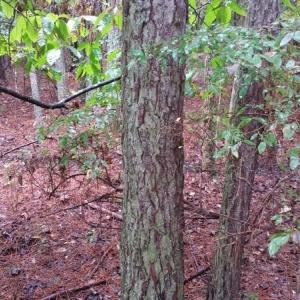 Photo of UNDER CONTRACT!  8.38 Acres of Timber and Hunting Land For Sale in Suffolk County VA!