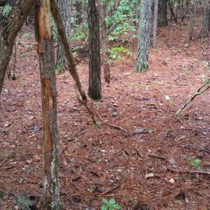 Photo of UNDER CONTRACT!  8.38 Acres of Timber and Hunting Land For Sale in Suffolk County VA!